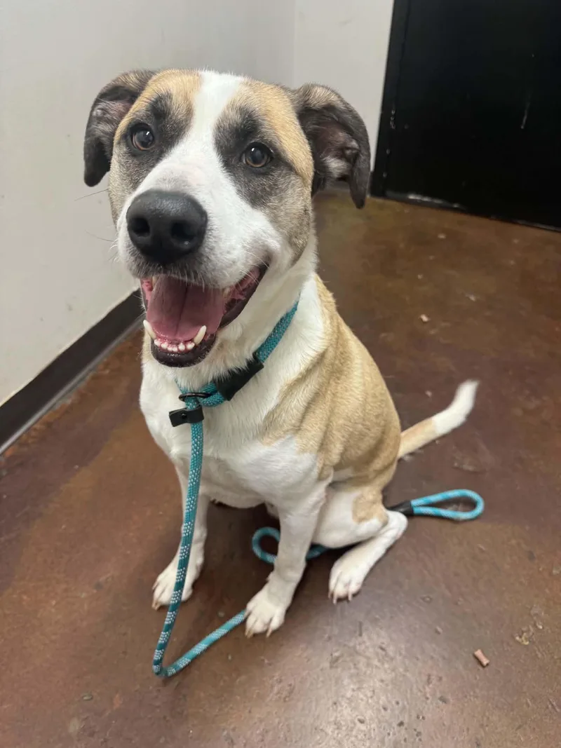 An adult large-sized male German Shepherd Dog dog named Knicks for adoption in Shelbyville, KY
