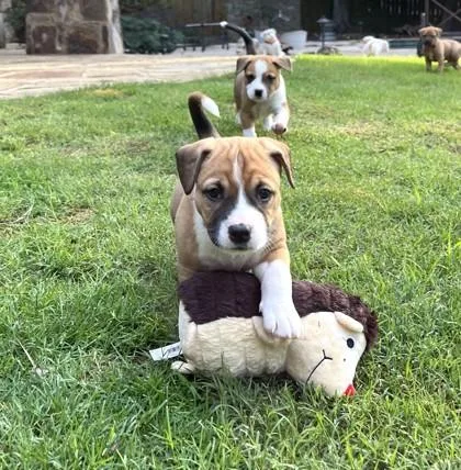 A baby small-sized female Shepherd dog named Reba for adoption in Cumming, GA