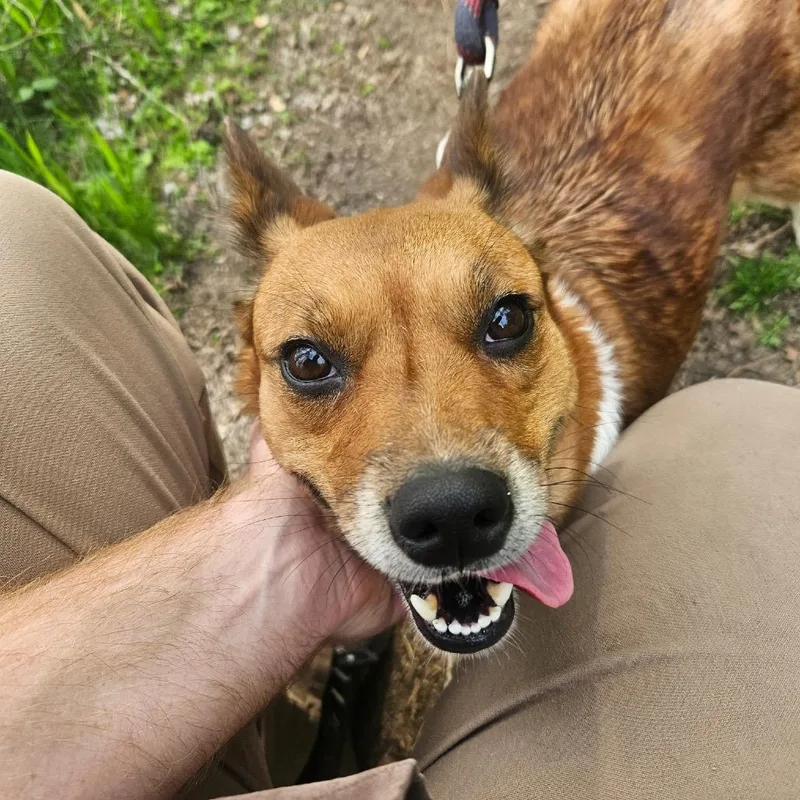 An adult small-sized female Red / Chestnut / Orange Cardigan Welsh Corgi dog named Ruby for adoption in Mount Vernon, IN