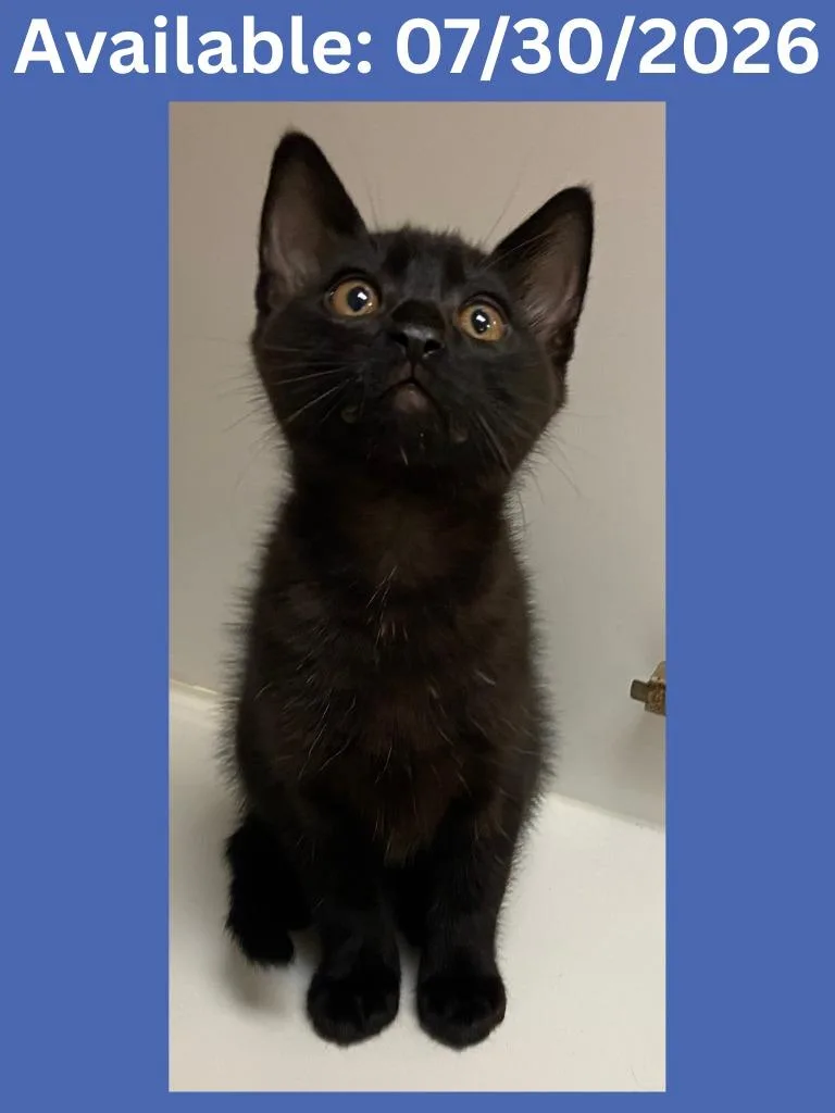 A baby large-sized male Domestic Short Hair cat named Cat Condo for adoption in Greenville, TX