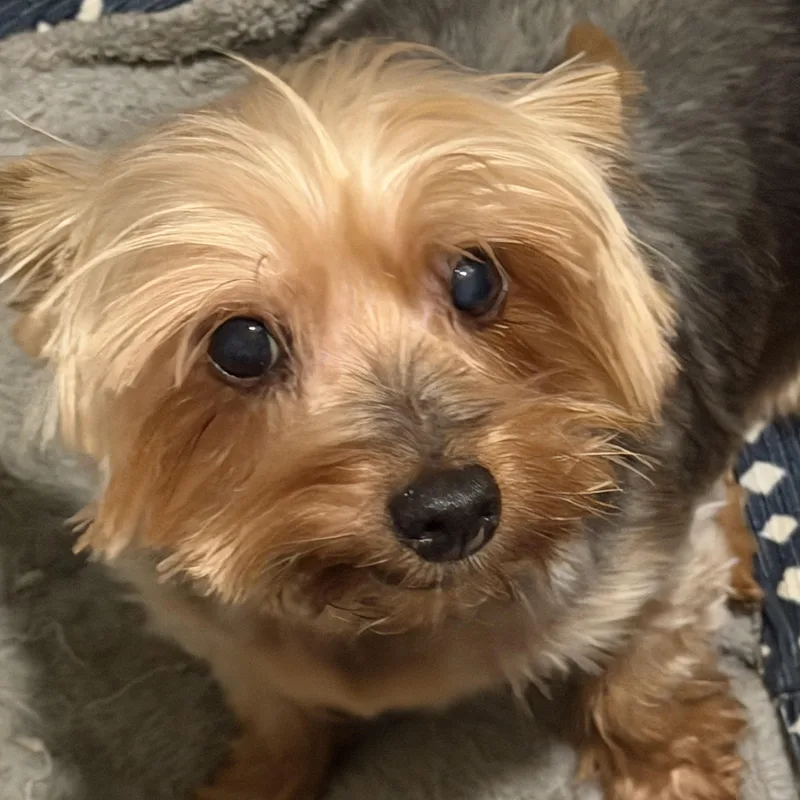 A senior small-sized female Gray / Blue / Silver Yorkshire Terrier dog named Stella for adoption in Tarzana, CA
