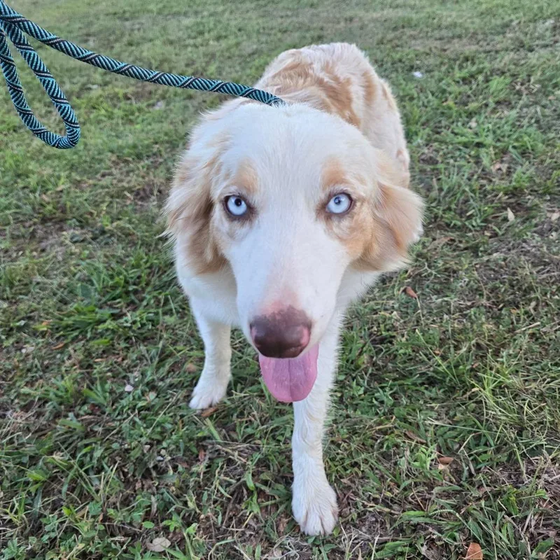 An adult medium-sized female Australian Shepherd dog named Payson for adoption in Williston, FL