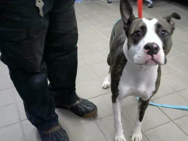 A young large-sized female Pit Bull Terrier dog named Pumpkin for adoption in Albuquerque, NM
