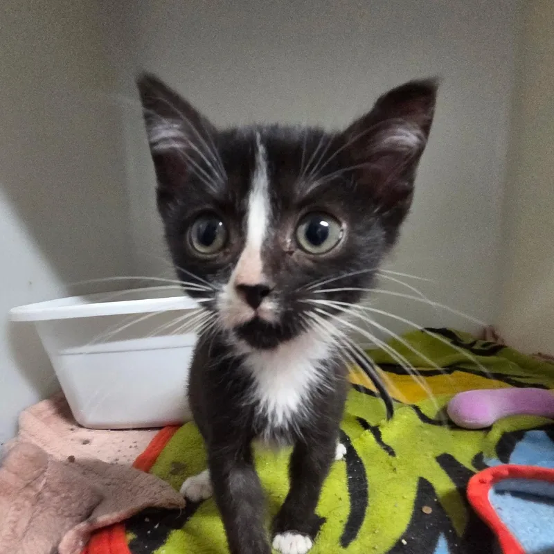 A baby small-sized male Black Domestic Short Hair cat named Caleb for adoption in Spencer, IA