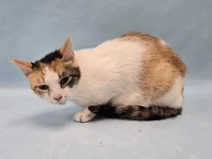 An adult small-sized female Domestic Short Hair cat named Mae for adoption in Coon Rapids, MN