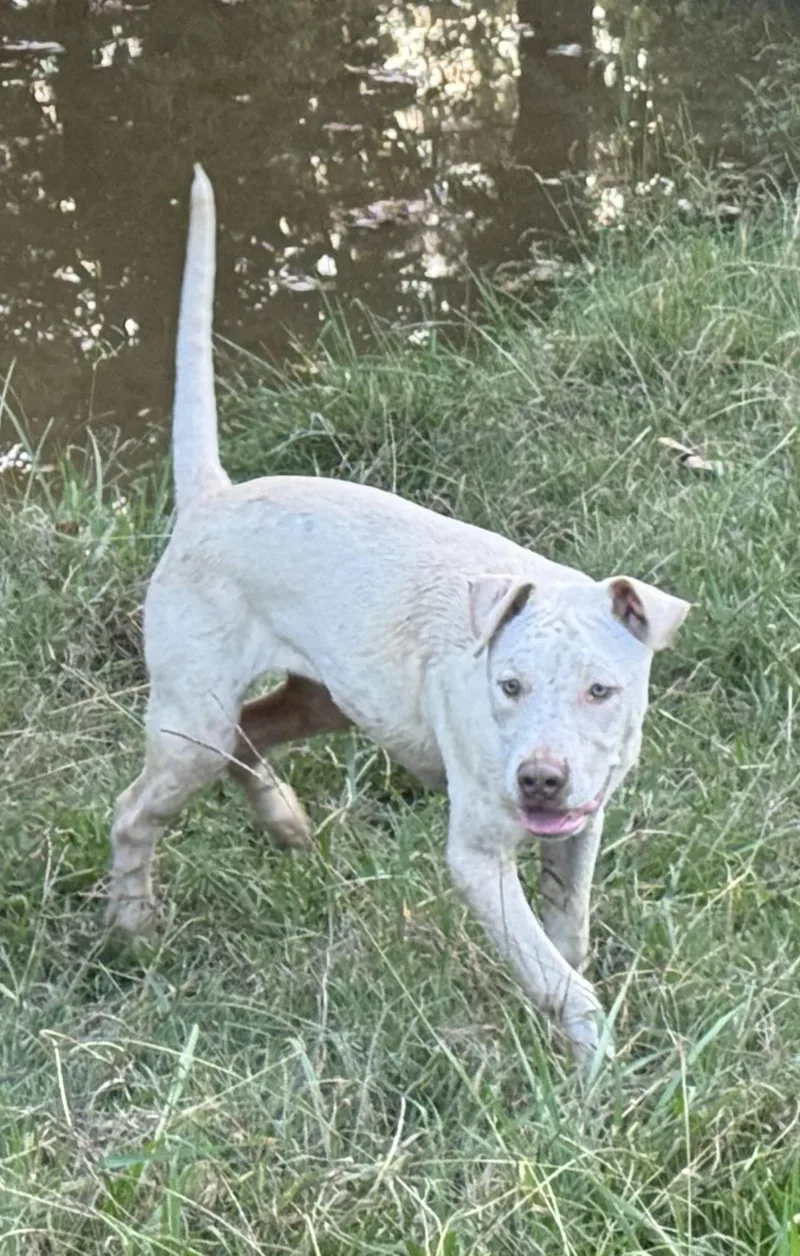 A young medium-sized male Pit Bull Terrier dog named Lenny for adoption in Holly Springs, MS