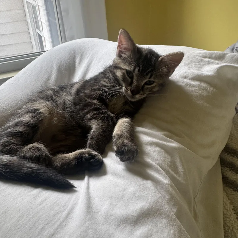 A baby medium-sized female Tabby (Brown / Chocolate) Domestic Short Hair cat named Bean for adoption in China Township, MI