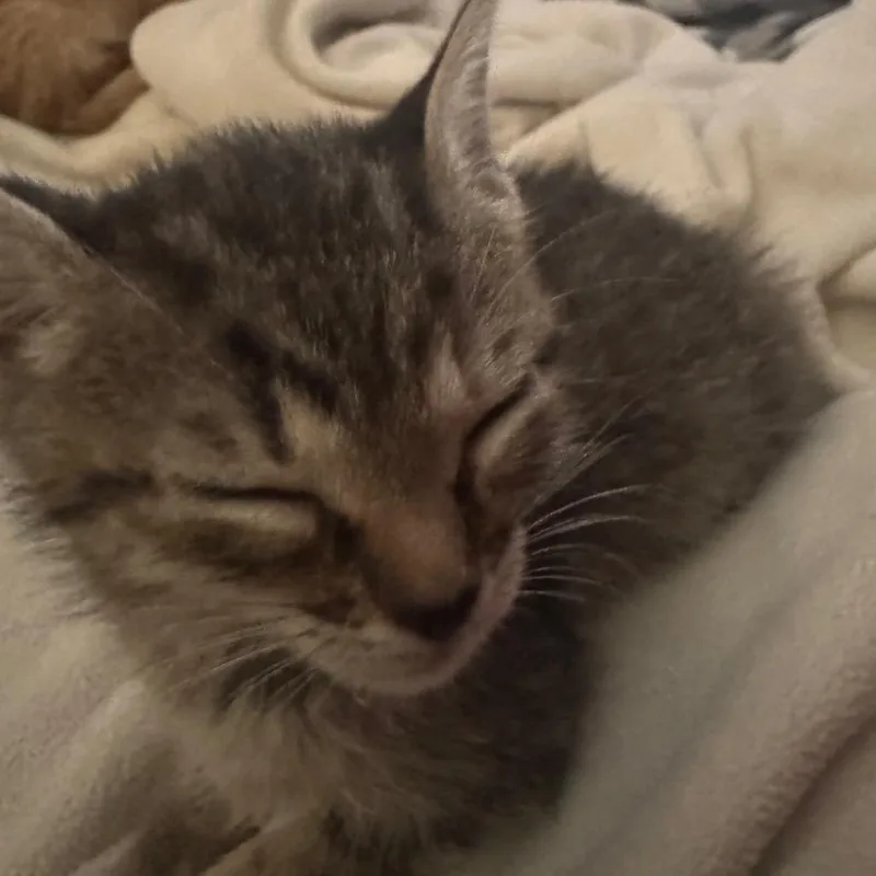 A baby small-sized female Brown / Chocolate Domestic Short Hair cat named Magnolia for adoption in Clearwater, FL