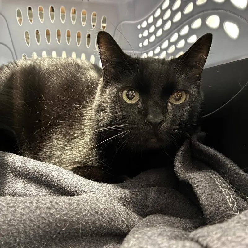 An adult extra large-sized male Black Domestic Short Hair cat named Leo for adoption in Skokie, IL