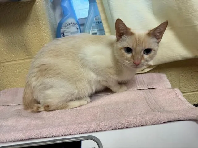 An adult medium-sized female Domestic Short Hair cat named Marie for adoption in Cookeville, TN