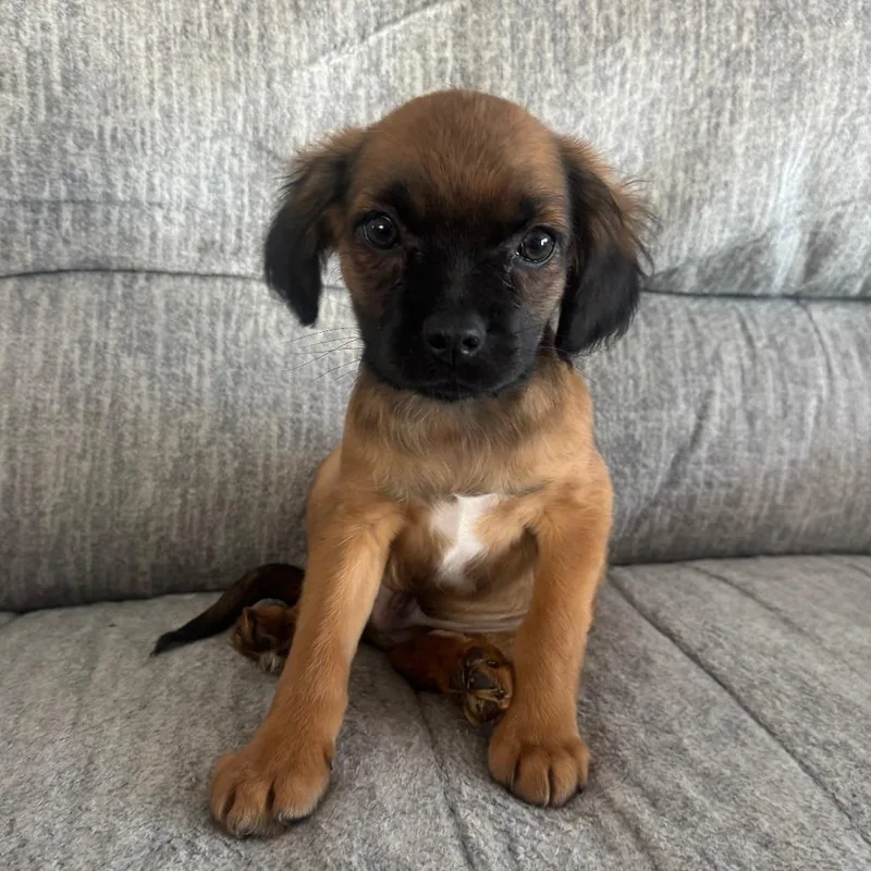 A baby small-sized male Black Mixed Breed dog named Sprout for adoption in Staten Island, NY