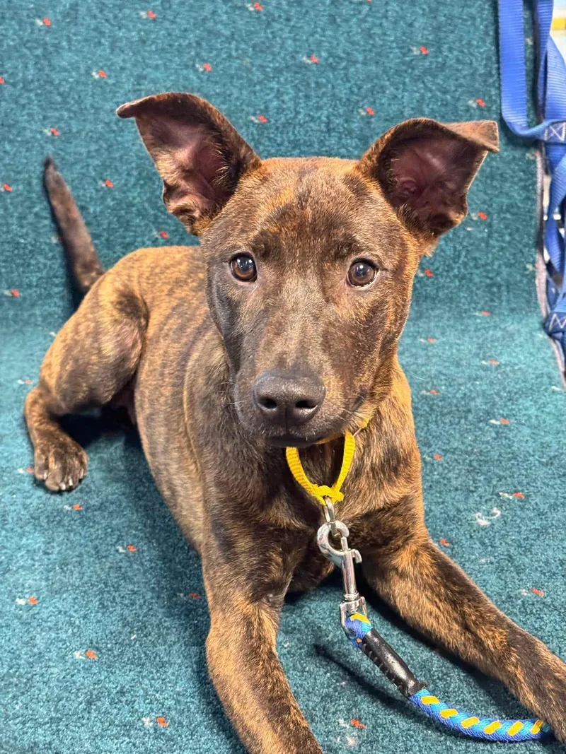 A young medium-sized male Brindle Labrador Retriever dog named Kenzo for adoption in San Mateo, CA
