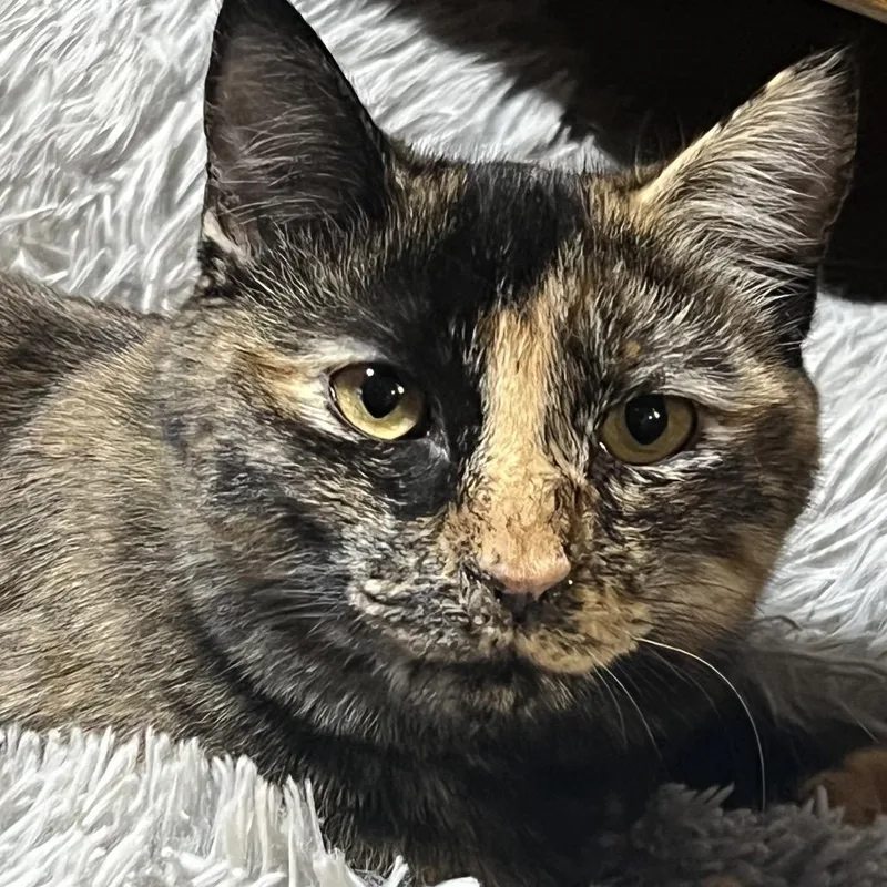 A young medium-sized female Tortoiseshell Domestic Short Hair cat named Jinxy for adoption in Mansfield, PA