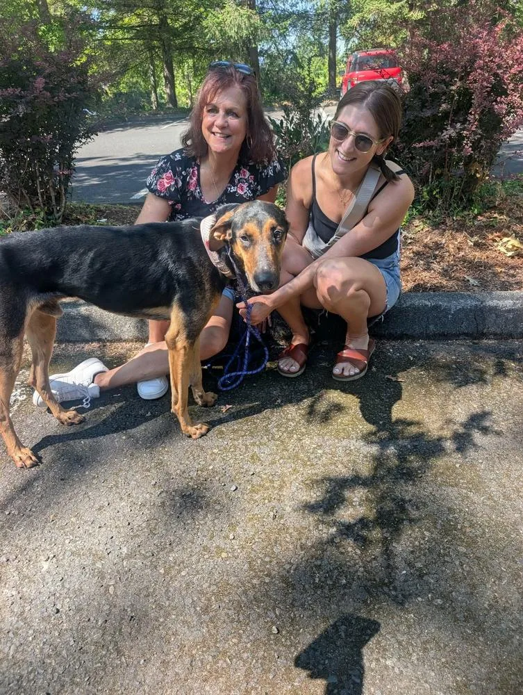 A young medium-sized male Brown / Chocolate Doberman Pinscher dog named Sebastian for adoption in Tigard, OR