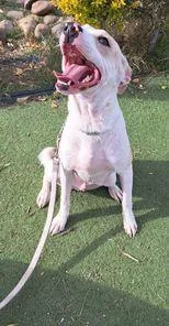 A baby small-sized male Setter dog named Griffin for adoption in San Francisco, CA