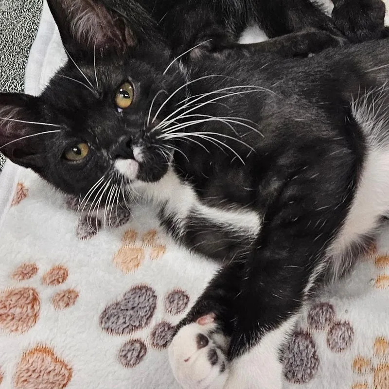 A baby small-sized male Black Domestic Short Hair cat named Tux for adoption in Springfield, IL