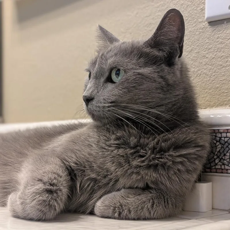 A young medium-sized female Gray / Blue / Silver Russian Blue cat named Greysi for adoption in Long Beach, CA