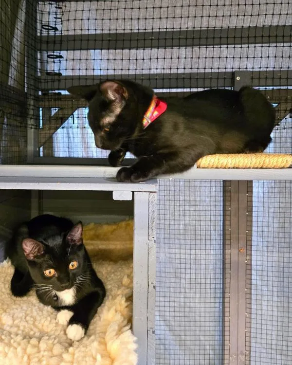 A baby small-sized male Domestic Short Hair cat named Carl for adoption in Vallejo, CA