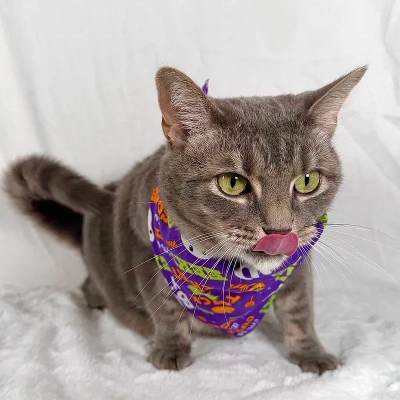 An adult large-sized female Domestic Short Hair cat named Winnie for adoption in Johnson City, TN