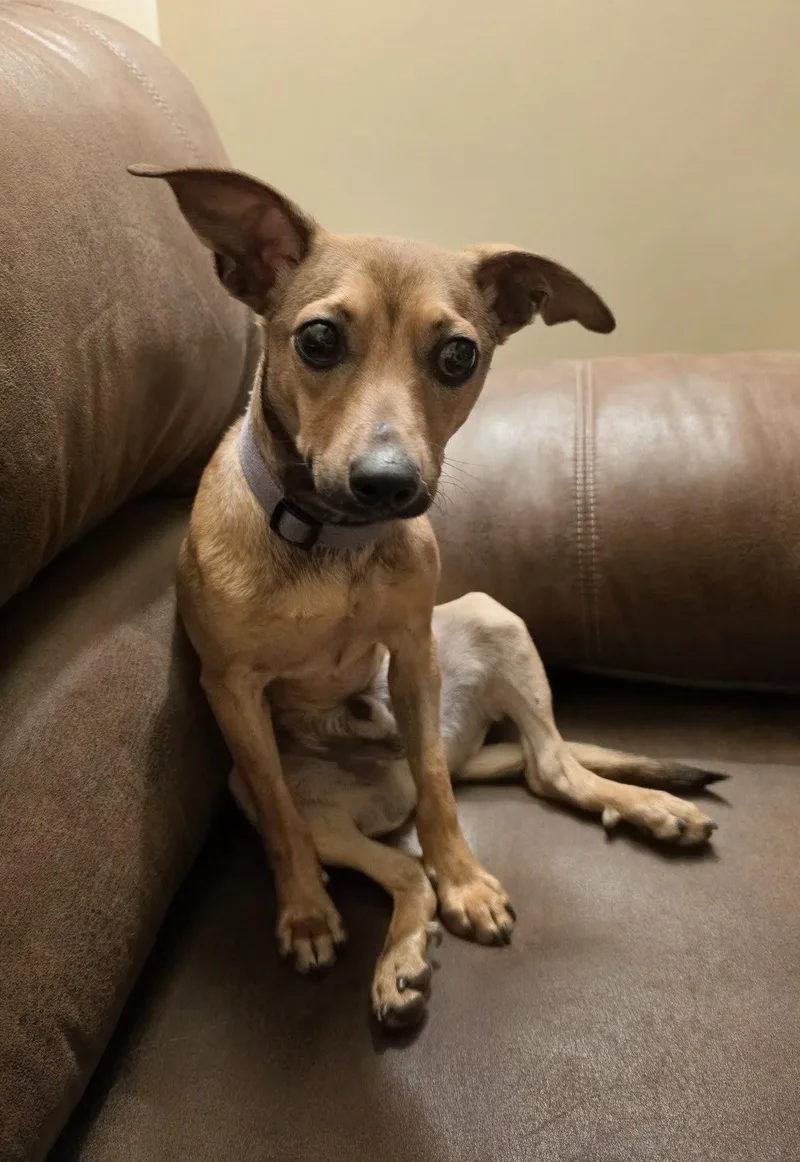 A young small-sized male Rat Terrier dog named Pat for adoption in Glenmoore, PA