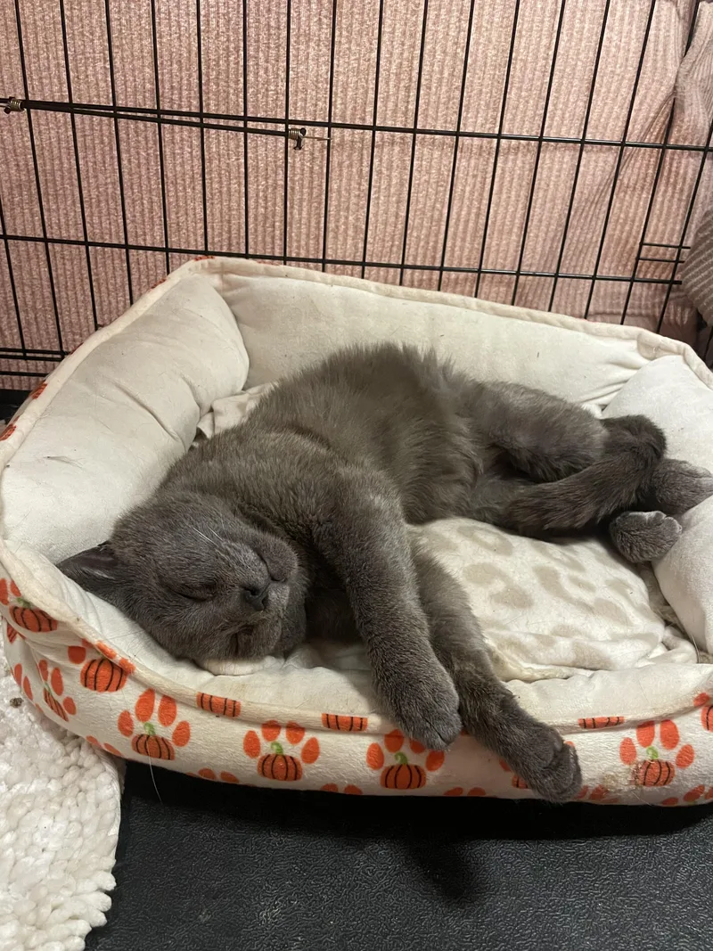 A young small-sized male Russian Blue cat named Cajun for adoption in Kent, OH