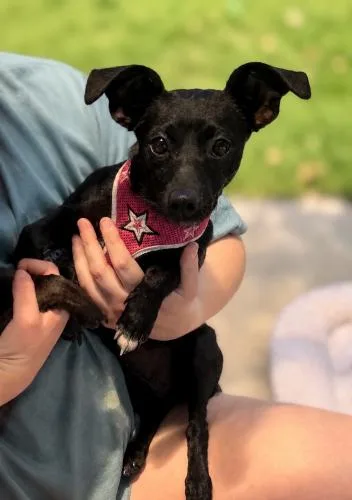 A young small-sized female Dachshund dog named Maya Rose for adoption in Pittsburg, CA