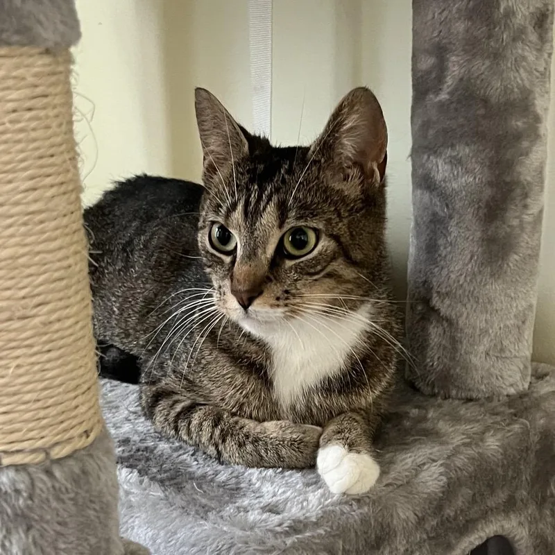 A young small-sized female Brown / Chocolate Domestic Short Hair cat named Mia Ramishvili for adoption in Merrifield, VA