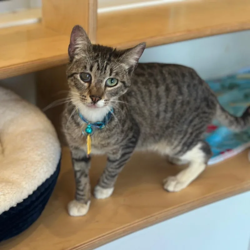 A senior small-sized male Brown / Chocolate Domestic Short Hair cat named D Ion for adoption in Port Washington, NY