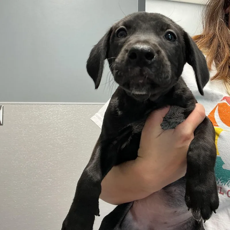 A baby small-sized female Black Labrador Retriever dog named Doris for adoption in St Joseph, MO