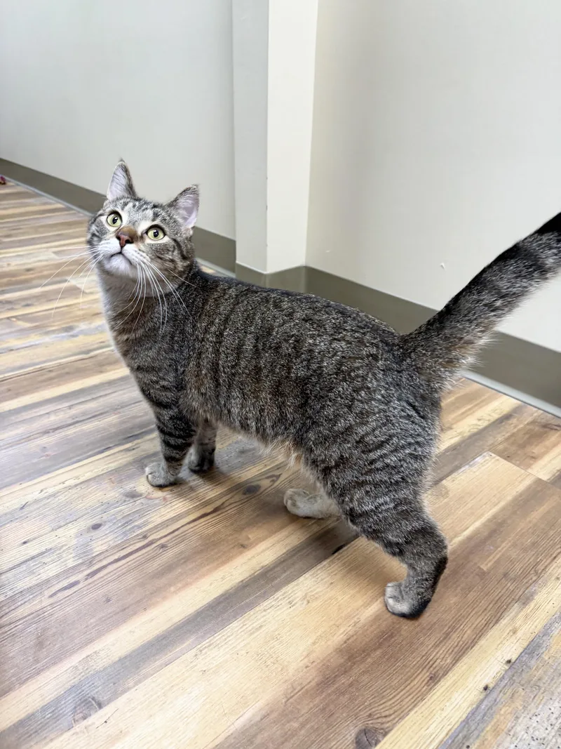 A young large-sized male Tabby cat named Castielle  Big Sweet for adoption in Oshkosh, WI