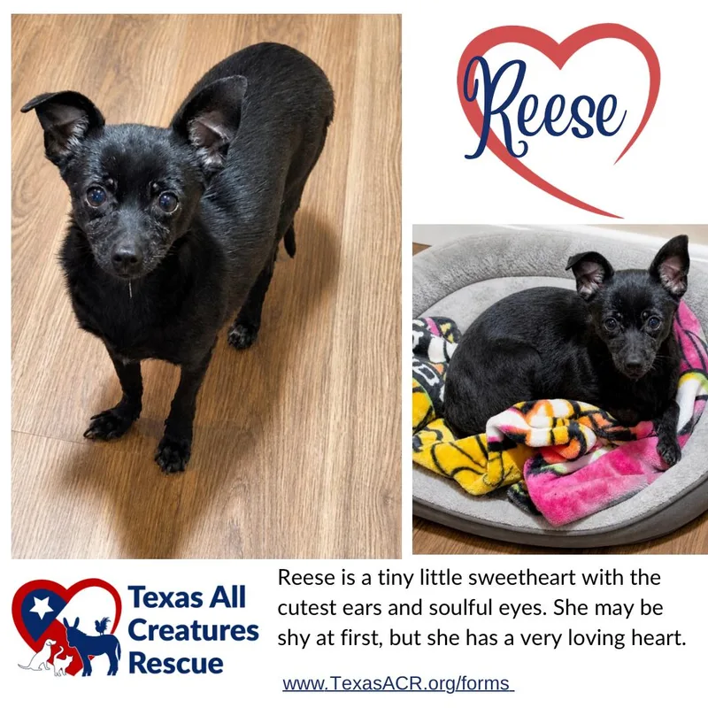An adult small-sized female Chihuahua dog named Reese for adoption in Alvarado, TX