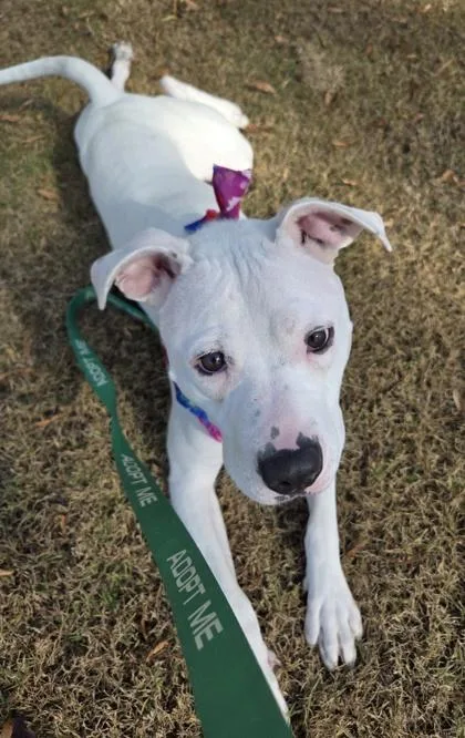 An adult medium-sized male Mixed Breed dog named Donco for adoption in Chamblee, GA