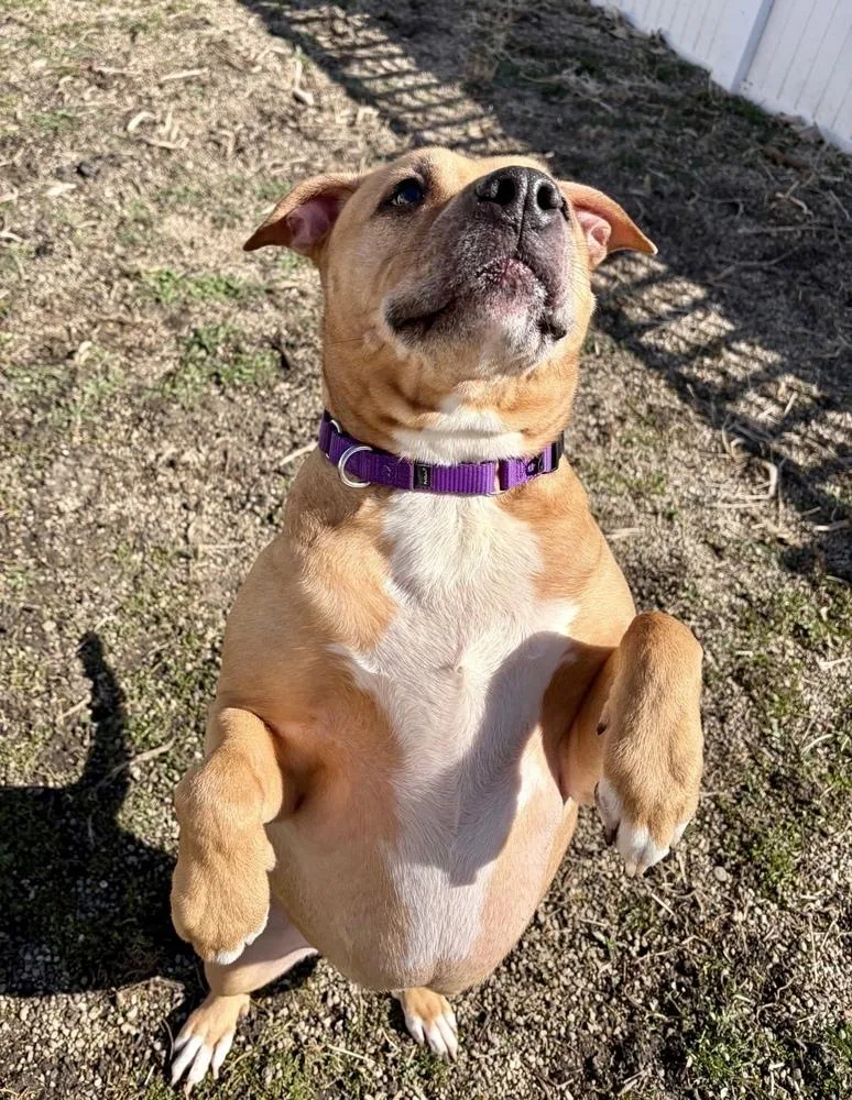 Ginger Bonded Pair With