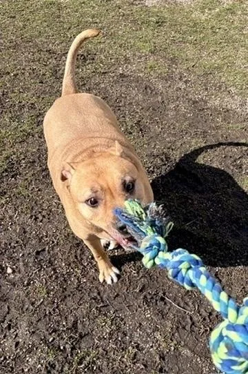 Ginger Bonded Pair With thumbnail 3