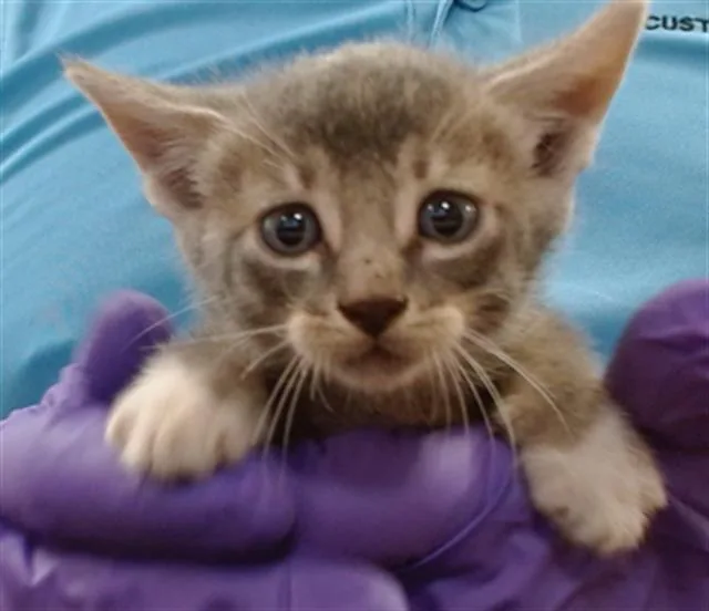 A baby small-sized male Domestic Short Hair cat named Boomer for adoption in Miami, FL