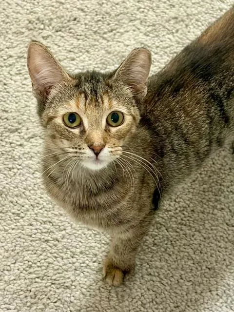 A baby medium-sized female Tabby (Buff / Tan / Fawn) Torbie cat named Bell Pepper for adoption in Midland, MI