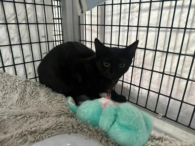 A baby medium-sized male Domestic Short Hair cat named Aladdin for adoption in Raleigh, NC