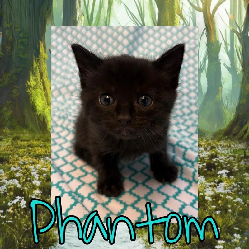 A baby small-sized male Black Domestic Medium Hair cat named Phantom for adoption in Royse City, TX