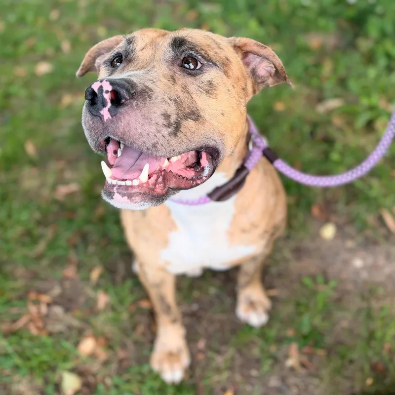 A young large-sized male Pit Bull Terrier dog named Sean for adoption in Jersey city, NJ