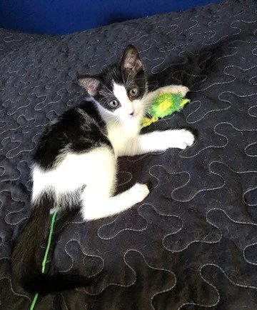 A baby medium-sized female Black & White / Tuxedo Domestic Short Hair cat named Sasha for adoption in Coatesville, PA