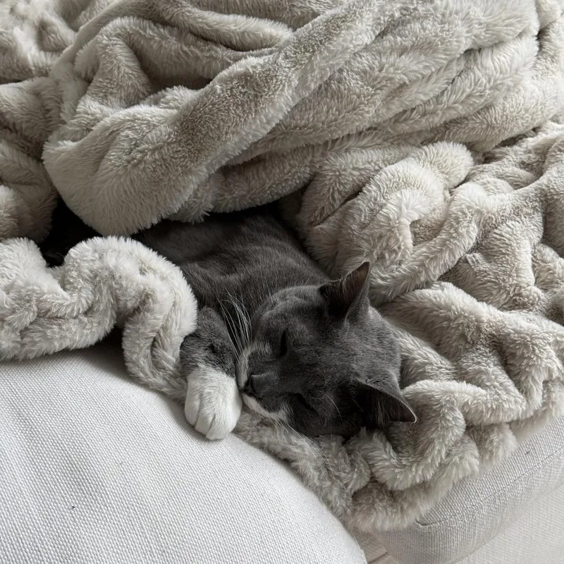 An adult medium-sized female Gray / Blue / Silver Domestic Short Hair cat named Bagel for adoption in Middle Village, NY