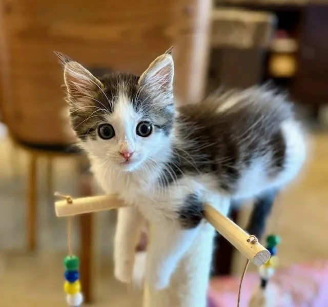 A baby small-sized female Domestic Short Hair cat named Belle for adoption in Tustin, CA