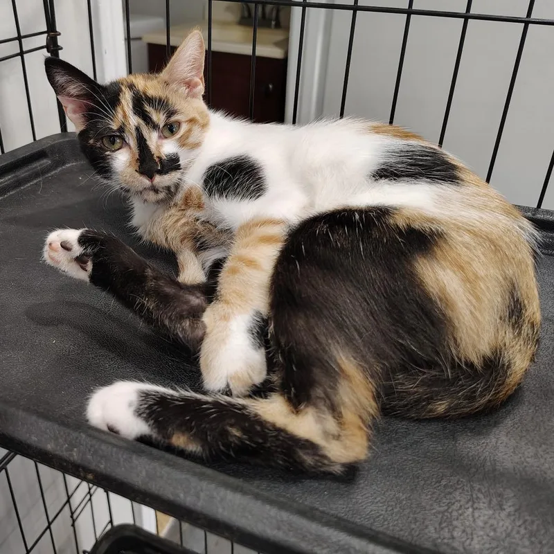 A baby medium-sized female Calico Domestic Short Hair cat named Berry for adoption in Beulaville, NC
