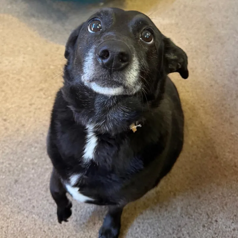 A senior medium-sized female Black Mixed Breed dog named Diamond for adoption in Huntsville, AL
