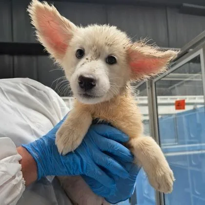 A baby medium-sized female Samoyed dog named Piper for adoption in Morton Grove, IL