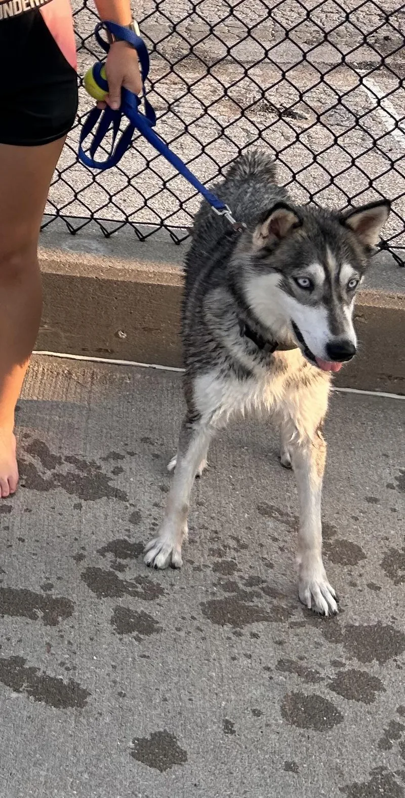 An adult medium-sized female Gray / Blue / Silver Husky dog named Sapphire for adoption in Wahoo, NE