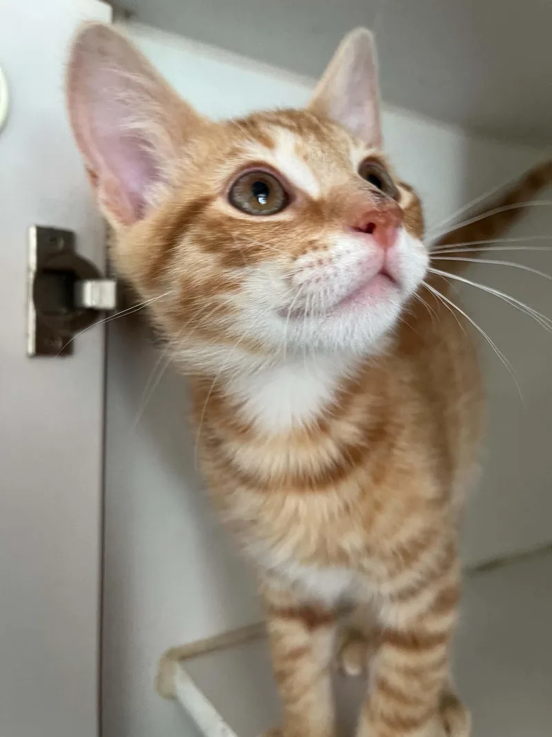 A baby medium-sized male Orange & White Domestic Short Hair cat named Carder for adoption in Gettysburg, PA