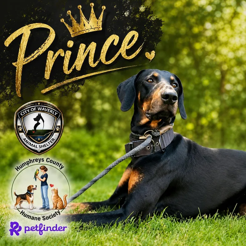 Prince thumbnail 4