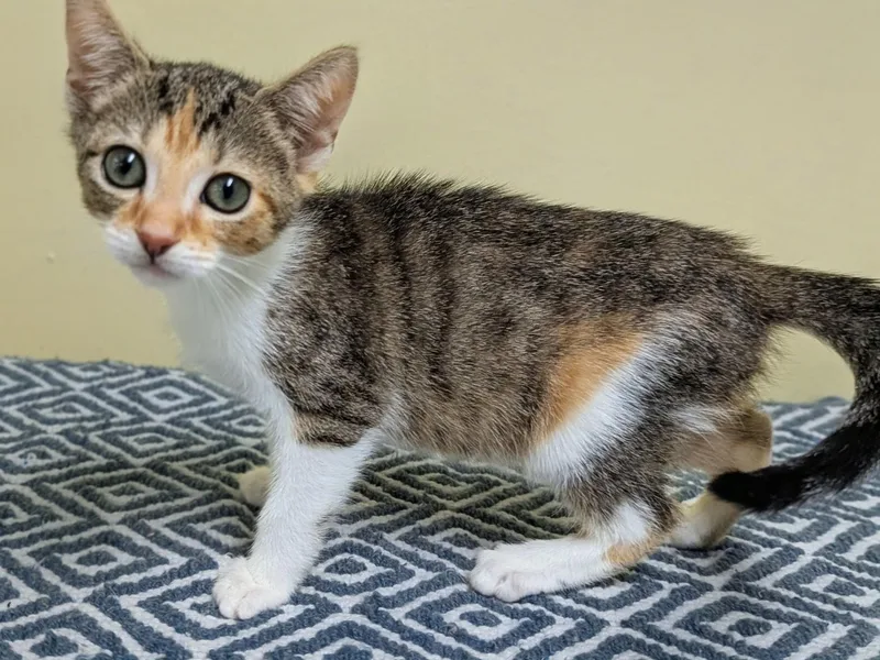 A baby medium-sized female Torbie Domestic Short Hair cat named Jane for adoption in Jackson, GA