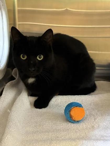 An adult small-sized male Domestic Short Hair cat named Nick for adoption in Independence, MO